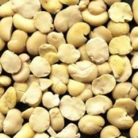 Skinned Fava Bean Split Qinghai Origin