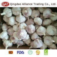 Top Quality Fresh Normal Garlic in Box