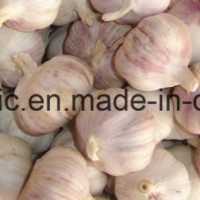 Fresh Pure/Normal White Garlic