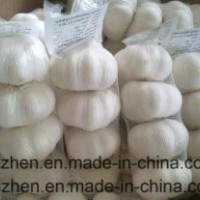 New Crop Top Quality Chinese Fresh Purple Garlic Low Price