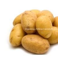 Fresh Potato with Good Price and Quality for Exporting