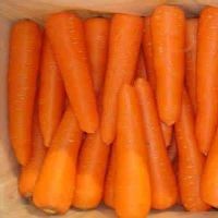 New Crop Fresh Carrot with Good Price