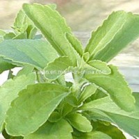 High Quality Steviosides & Rebaudioside a - Stevia