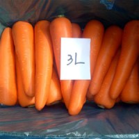 Fresh Carrot  Red Carrot  Chinese Carrot