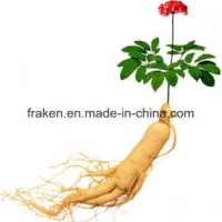 High Quality Ginseng Powder & Ginsenosides & Ginseng Extract