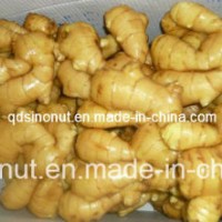 2017 New Crop Fresh Ginger