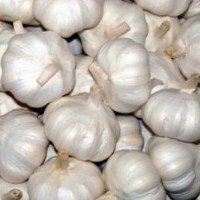 Pure White  Normal White Garlic  Hot Sale!