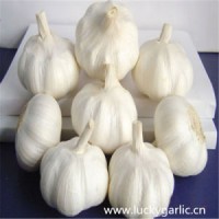 Bright Sunshine Fresh Normal and Pure White Garlic