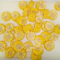 Healthy Canned Sweet Corn COB Food in Best Quality