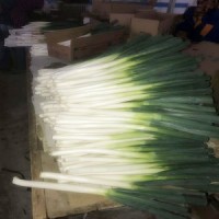 2015 New Croped Welsh Onion