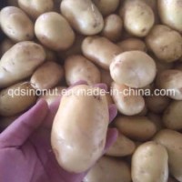 2015 Fresh Potato (HOT sale)