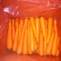 2016 Fresh Organic Chinese Carrots