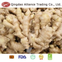 Top Quality Fresh Chinese Fat Ginger