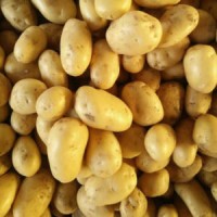 Fresh Potatoes for Sale at Best Price