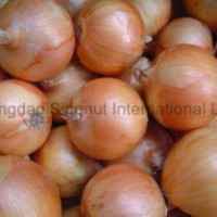 New Crop Fresh Yellow Onion of Good Quality