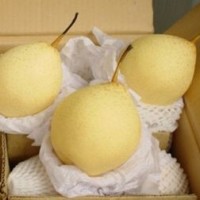 Ya Pear/Yellow Chinese Fruits