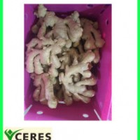 Golden Supplier Chinese Dry Ginger Good Quality