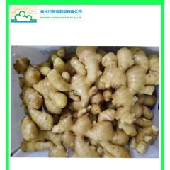 2017 New Crop Fresh Ginger with Best Price图1