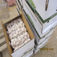 Chinese Normal White Garlic (4.5cm  5.0cm  5.5cm  5.5cm  6.0cm