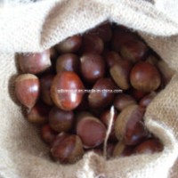 New Harvest Fresh Chestnut (#40-50)