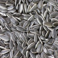 Hot Sale Sunflower Seeds From China