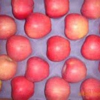 Fresh New Crop Red Star Apple for Exporting