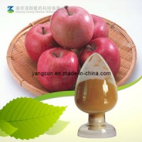 Apple Extract Natural Apple Polyphenols Powder Food Application