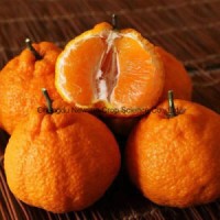 Premium Happiness Spring Mandarin Orange for Export