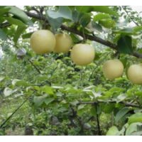 Chinese Fruit Asian Pear Hebei Crown Pear Golden Pear