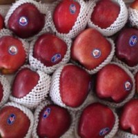 Red Delicious Apple/ Huaniu Apple/ Chinese Fruit