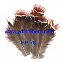 lady amhurst pheasant red body feather