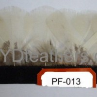 lady amhurst pheasant white body feather fringe