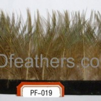 Ringneck Pheasant Body Feather fringe for wholesale