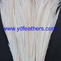 Bleached Lady Amhurst Tail Feather For Wholesale