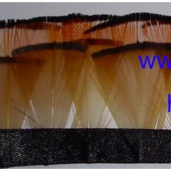 Golden Pheasant Head Feather Fringe for garment accessories图1