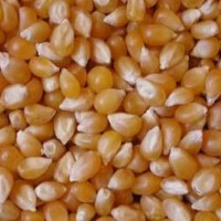 Best Quality Yellow Corn For Popcorn For Sale In South Africa