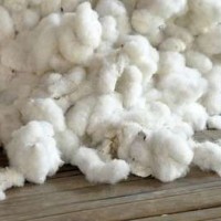 Grade A 100% Organic Raw Cotton For Sale
