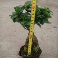 Ficus Microcarpa Bonsai Ginseng Ficus