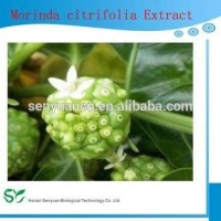 Hot Sale! Noni Extract Powder  Morinda Citrifolia Extract  Moringa Fruit Extract 5:1  10:1  20:1