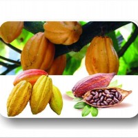 Cocoa Beans