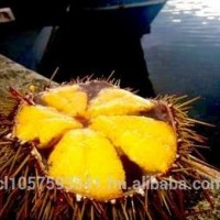 UNI Sea Urchin