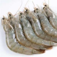 Delicious Frozen Shrimp With Better Price