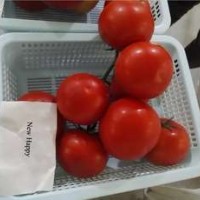 Hot Sale Chinese Vegetable Seeds High Yield Hybrid F1 Tomato Seeds For Sale-New Happy