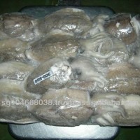 Frozen Cuttlefish Whole Round From Indonesia