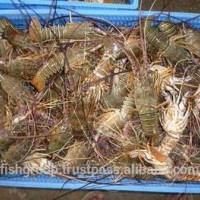 Frozen Green Lobster Whole Round