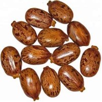 Castor Oil Seeds For Sale High Quality