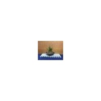 Japanese Professional Mini BONSAI At Reasonable Prices Various Artistic Shape