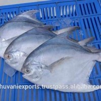 Fresh White Pomfret/Silver Pomfret/Seafood!