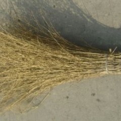 Bamboo Brooms High Quality Golden Color Dry and Beautiful图1