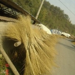 Bamboo Broom Dry and Good Quality图1